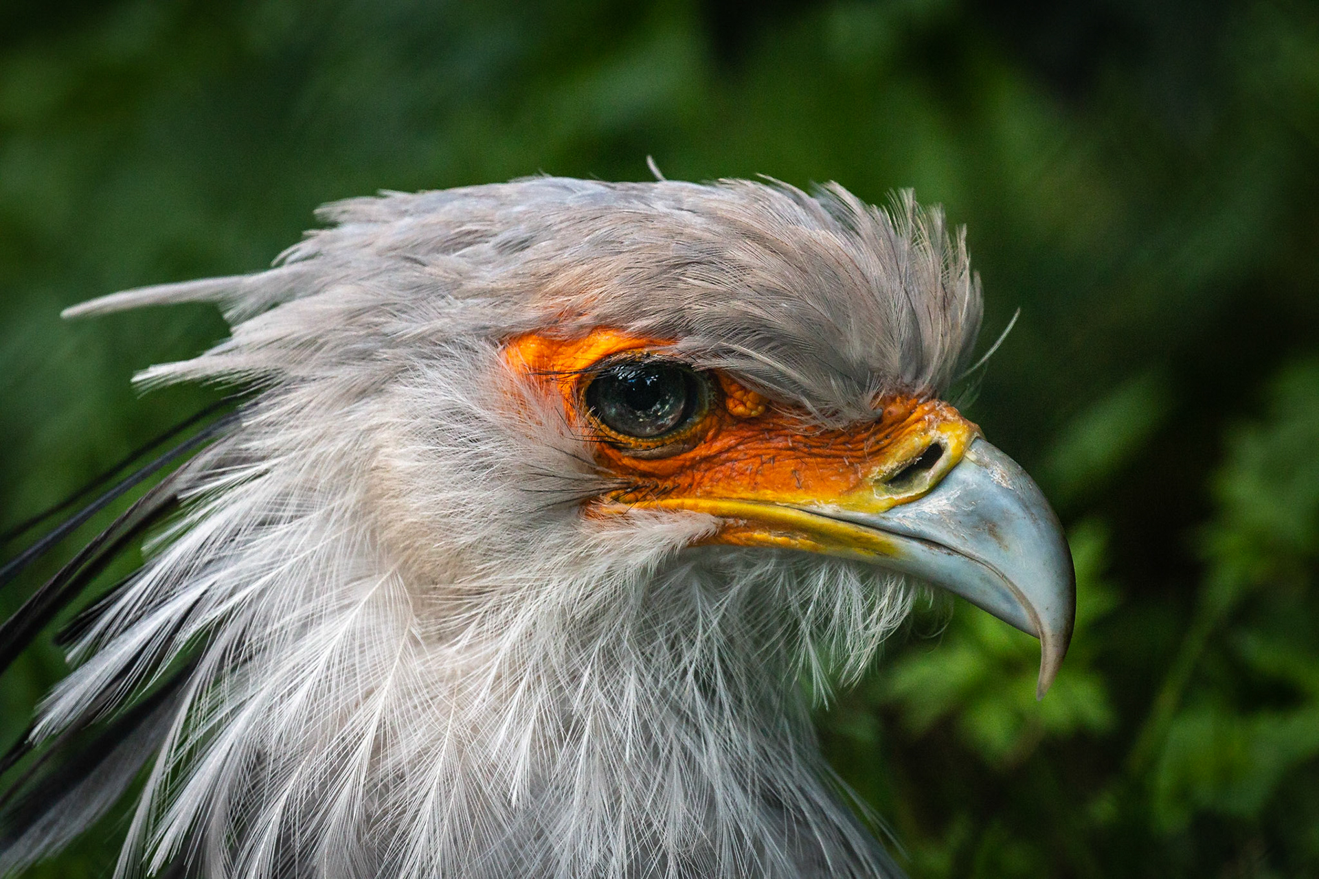 Secretarisvogel