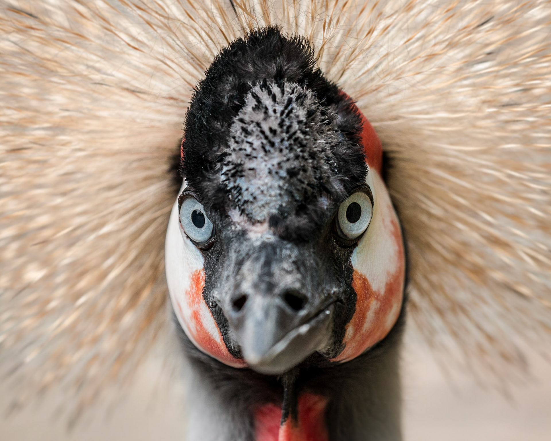 Kroonkraanvogel