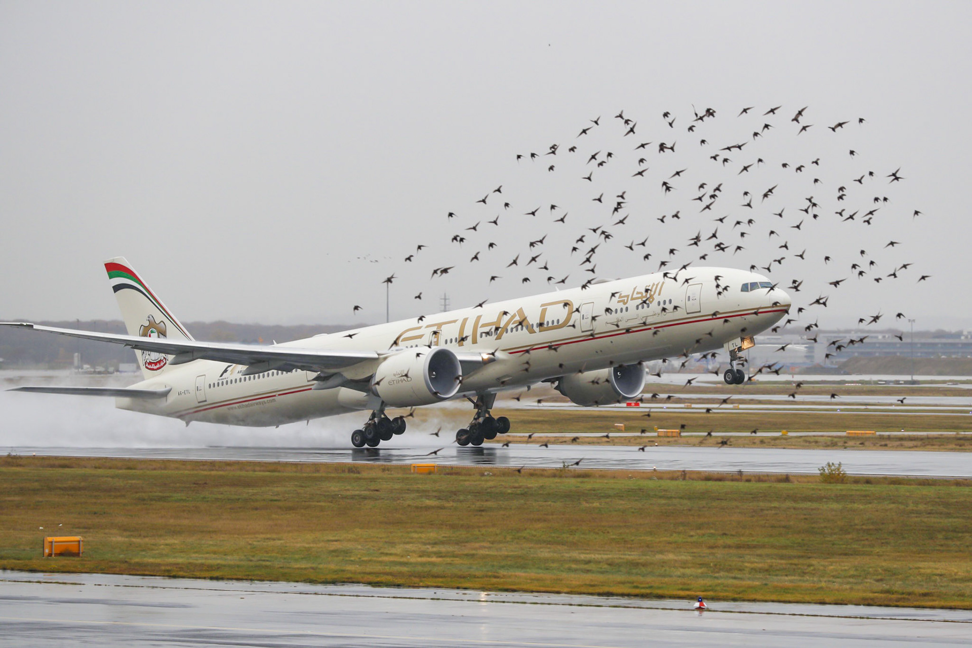 Birdstrike