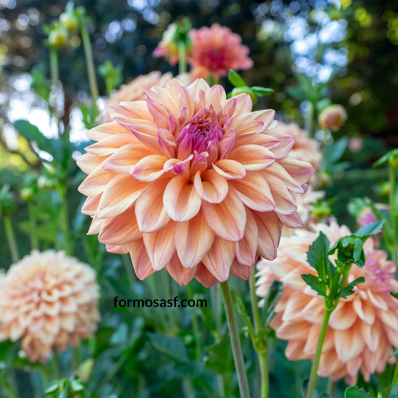 Dahlia at Filoli Gardens California