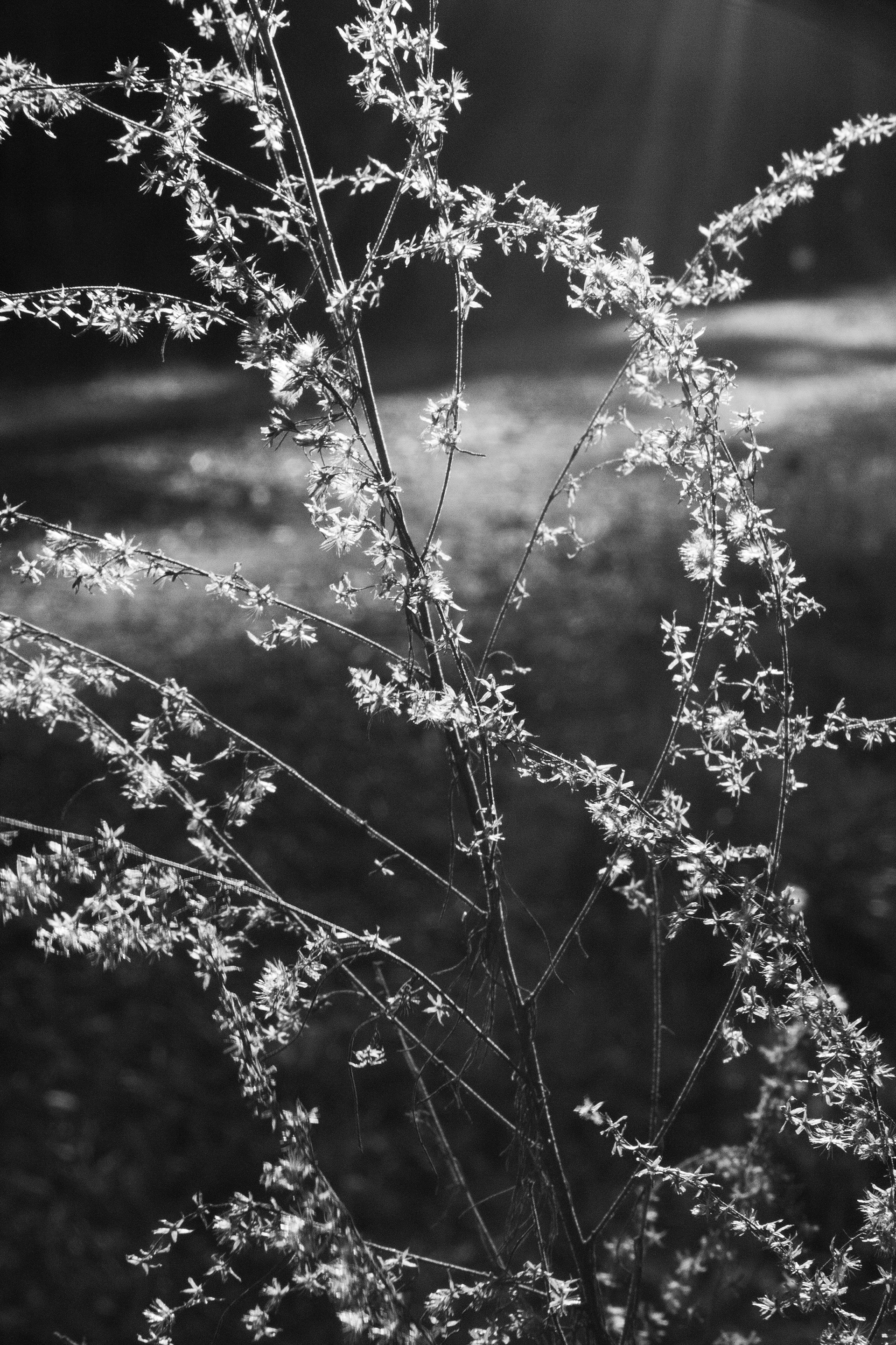 Digital Photography, training with Elizabeth Galecke