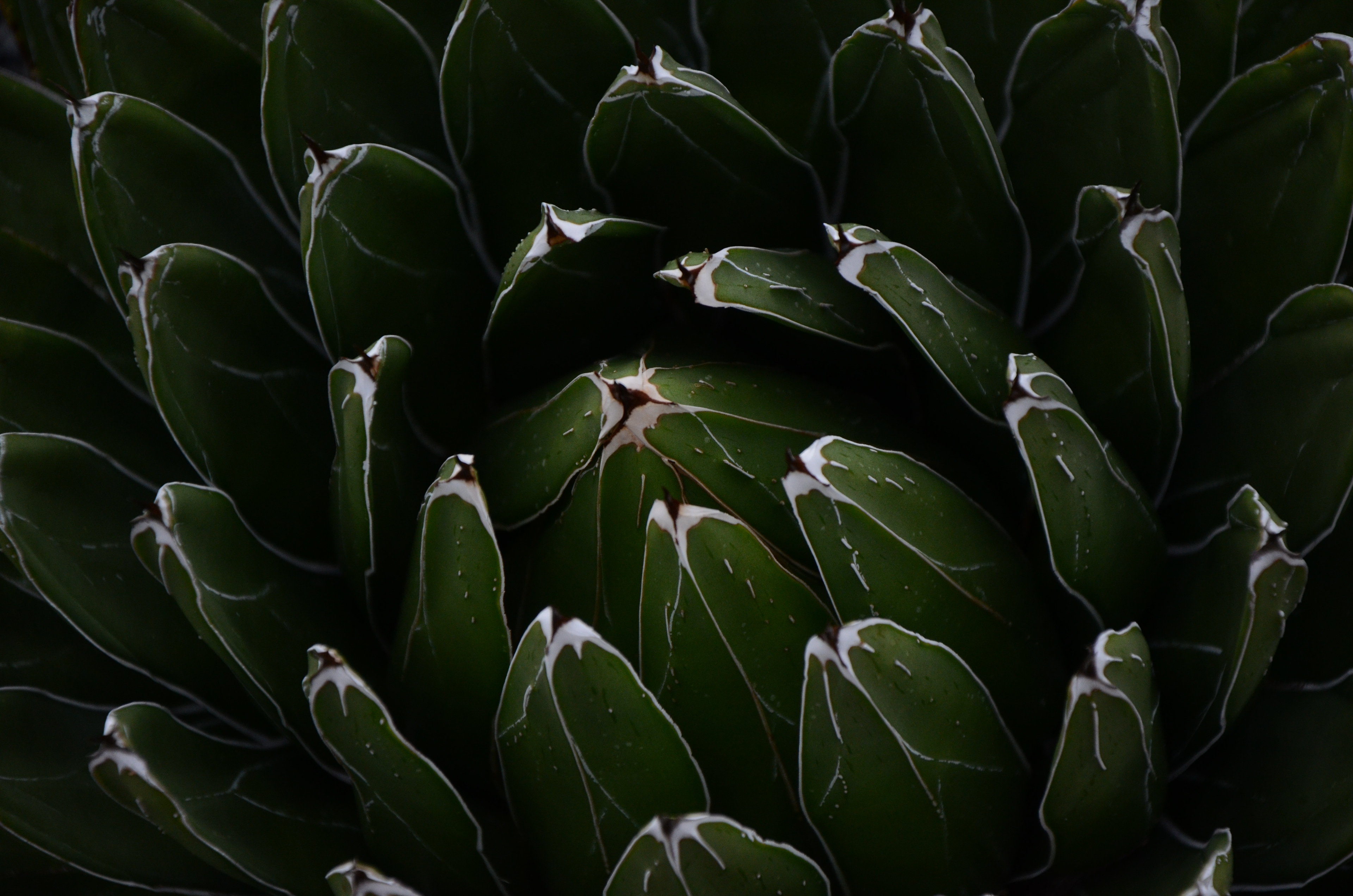 Digital Photography, training with Elizabeth Galecke