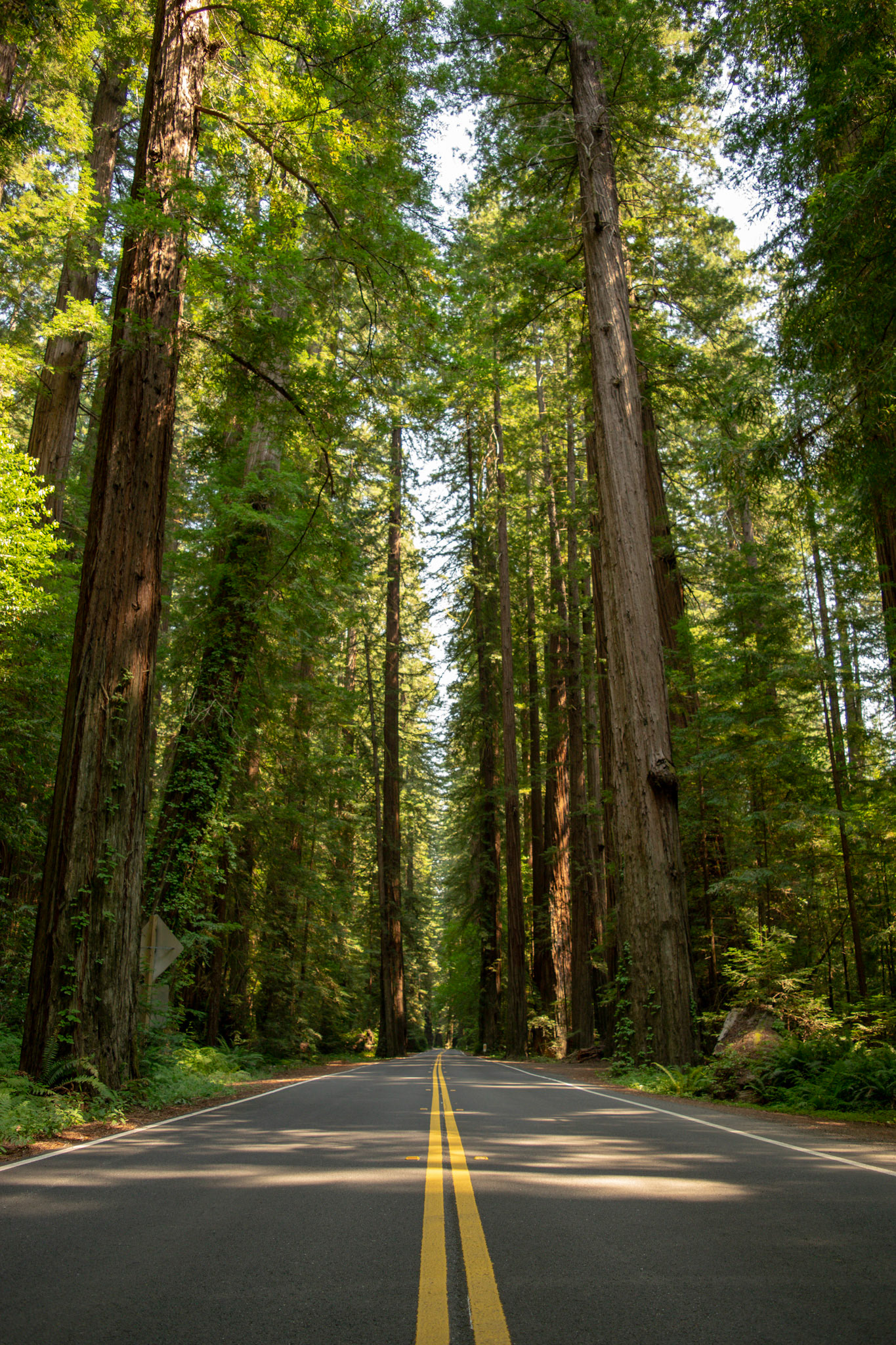 Redwood National Park, USA