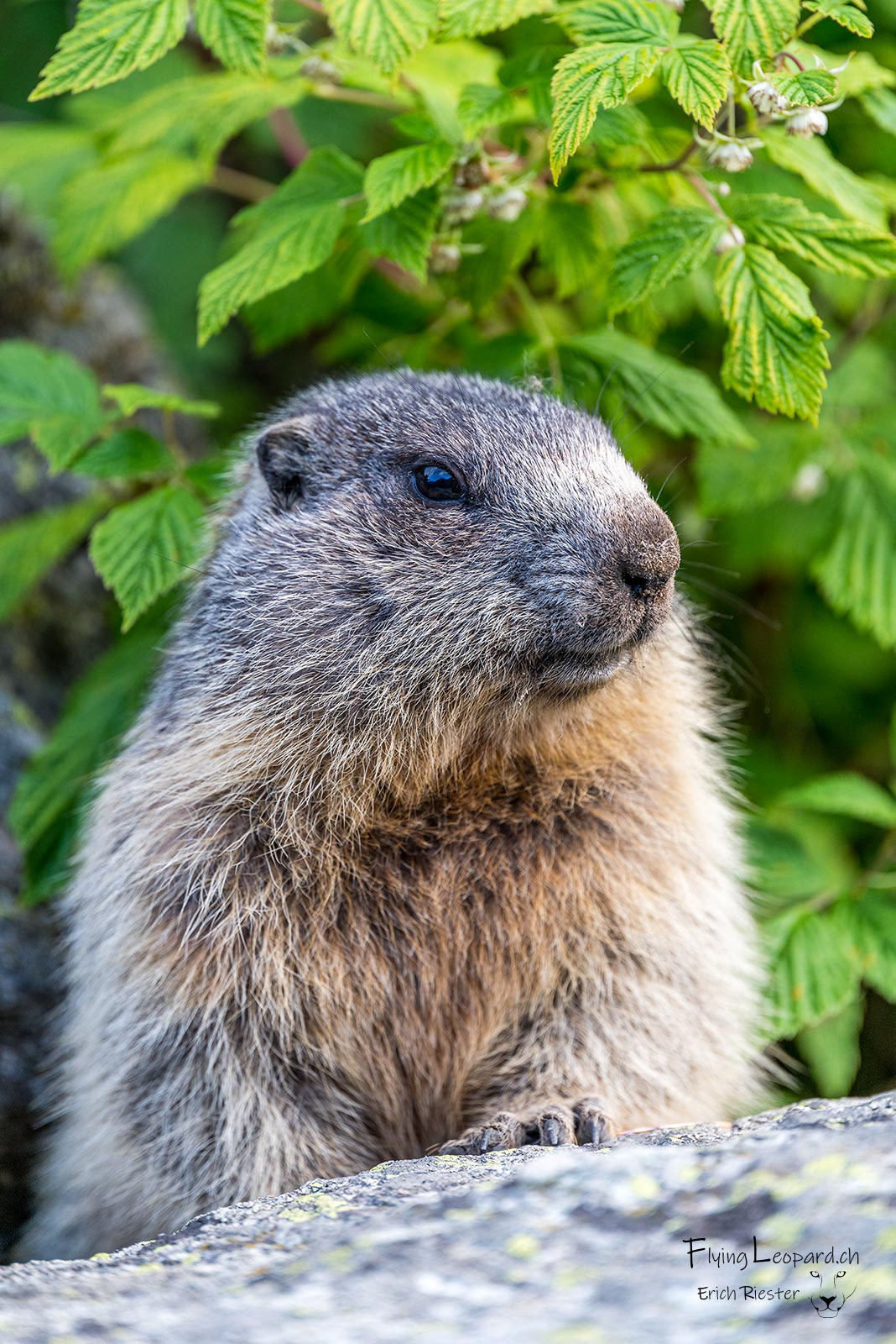 Alpenmurmeltier (Marmota marmota - Alpine marmot)