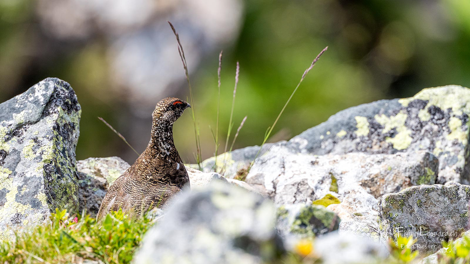 Alpenschneehuhn (Lagopus muta - Rock ptarmigan).