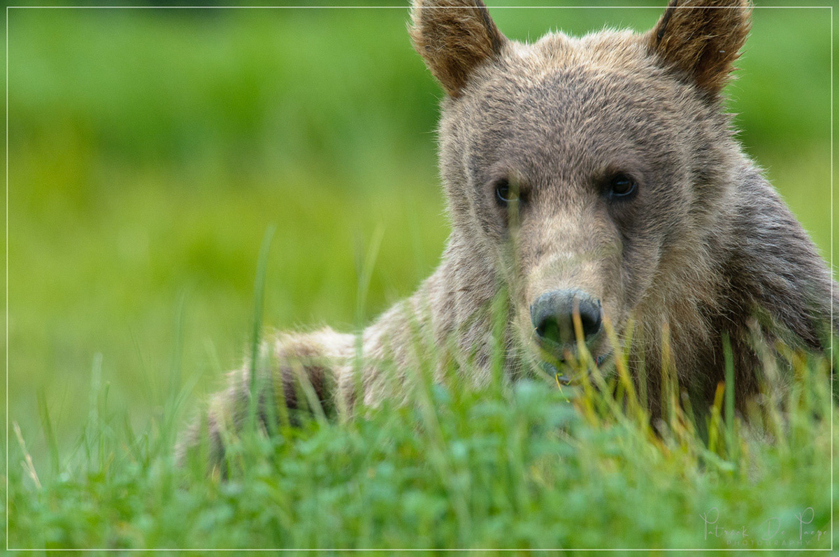 Photopat Photography Belgium - Wildlife