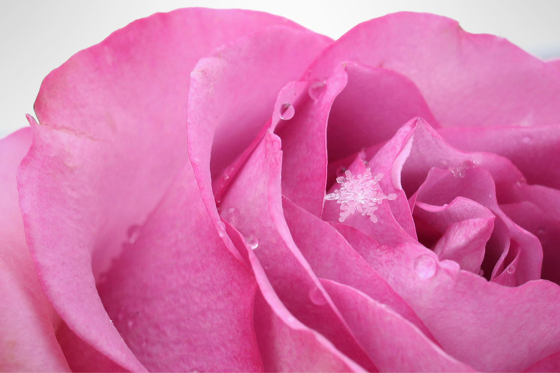 Double Snowflake on a Rose Macro | Single Shot | DSLR & 24mm f 2.8 Lens | 21 Nov 2016