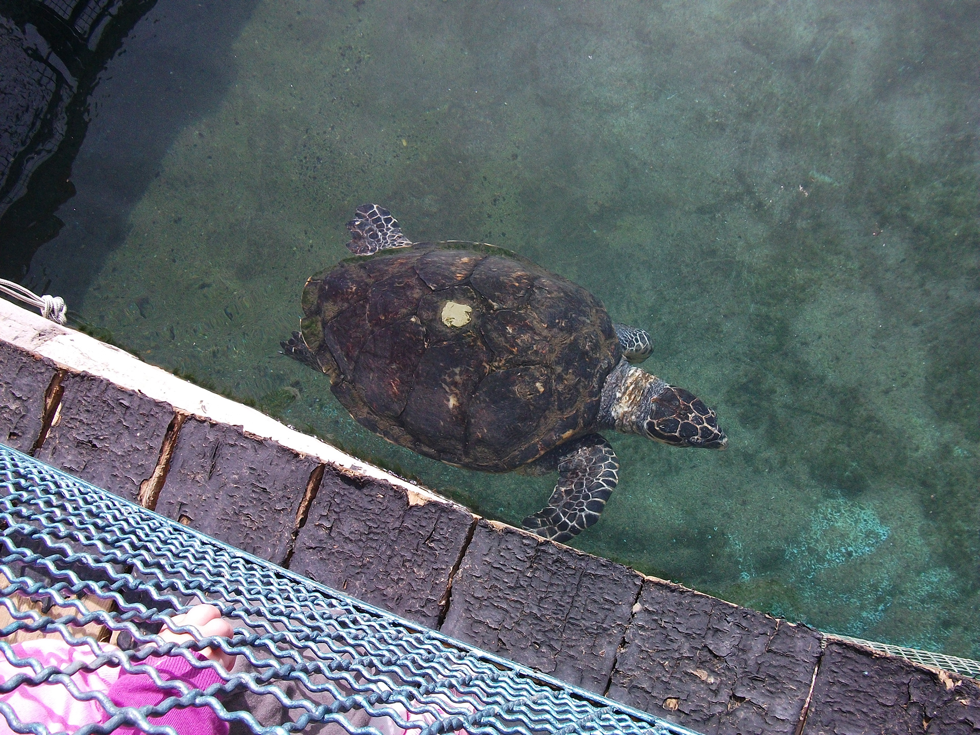 Jan 2010 | Eilat, Israel