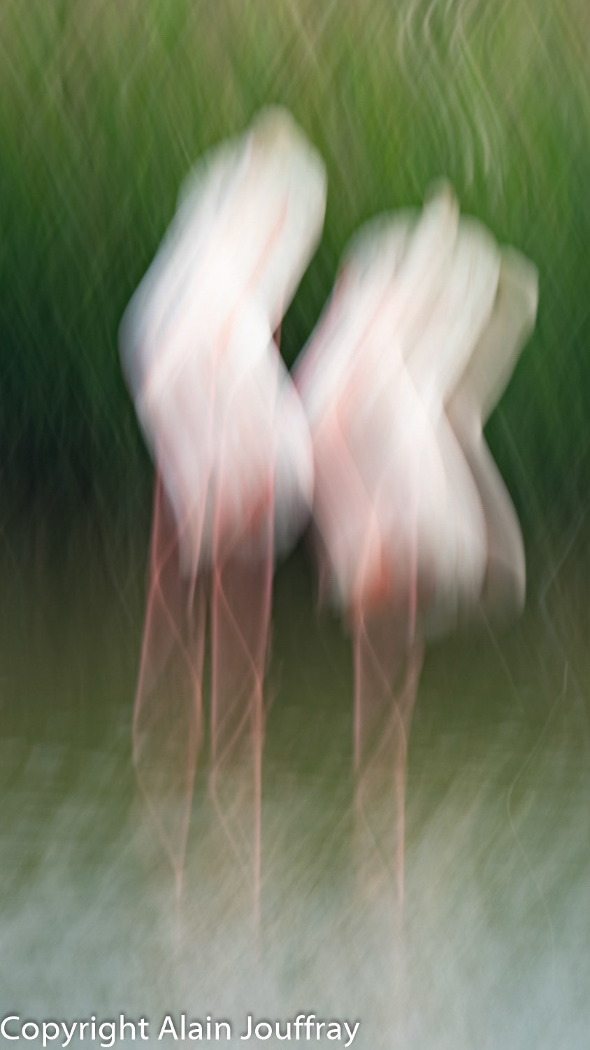 Flamant rose