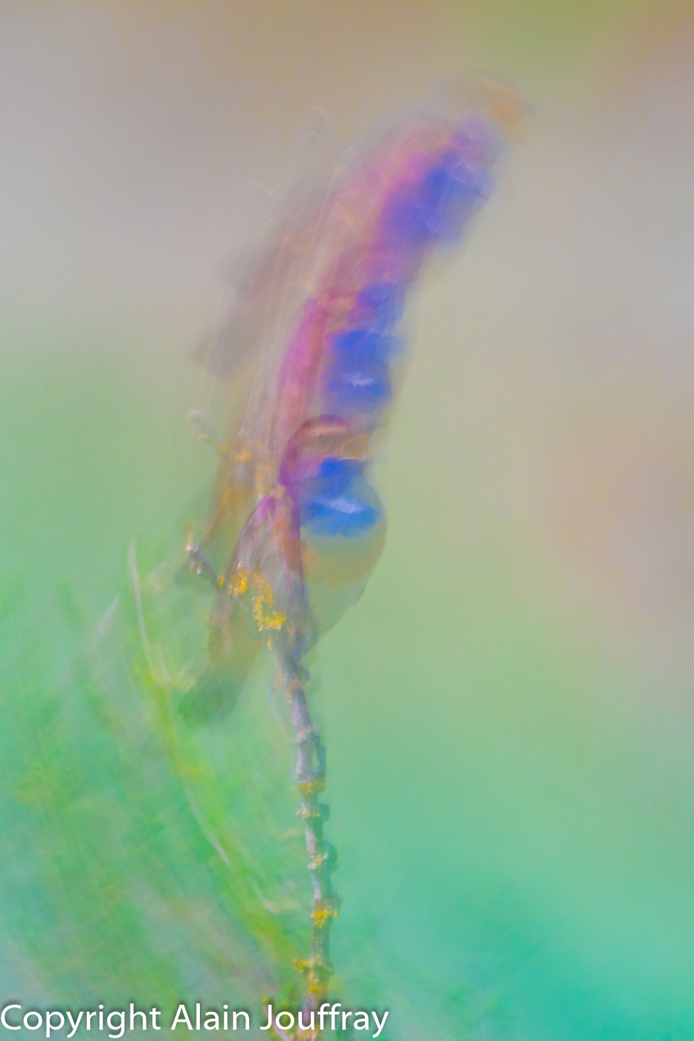Gorgebleue à miroir
