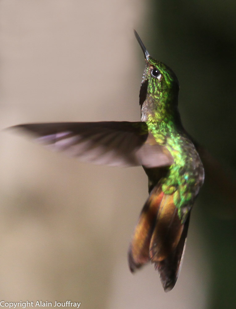 Métallure émeraude - Metallura tyrianthina (Equateur)