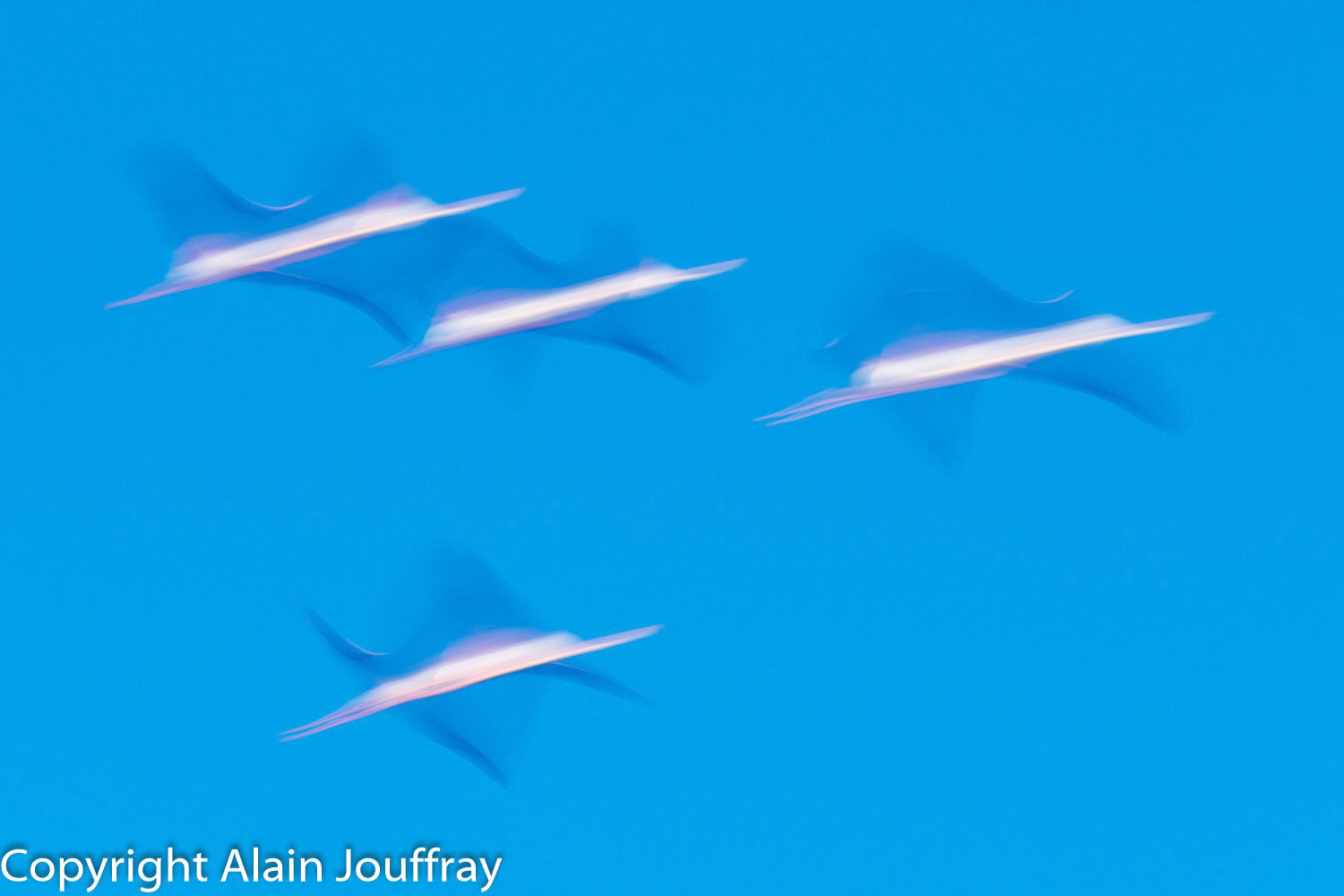 Flamant rose