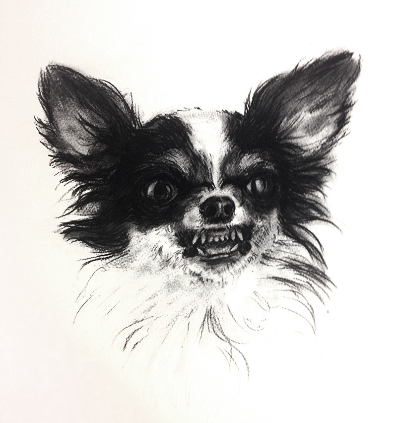 Muse Doodle Chihuahua Drawing For Louis Vuitton Dog Print