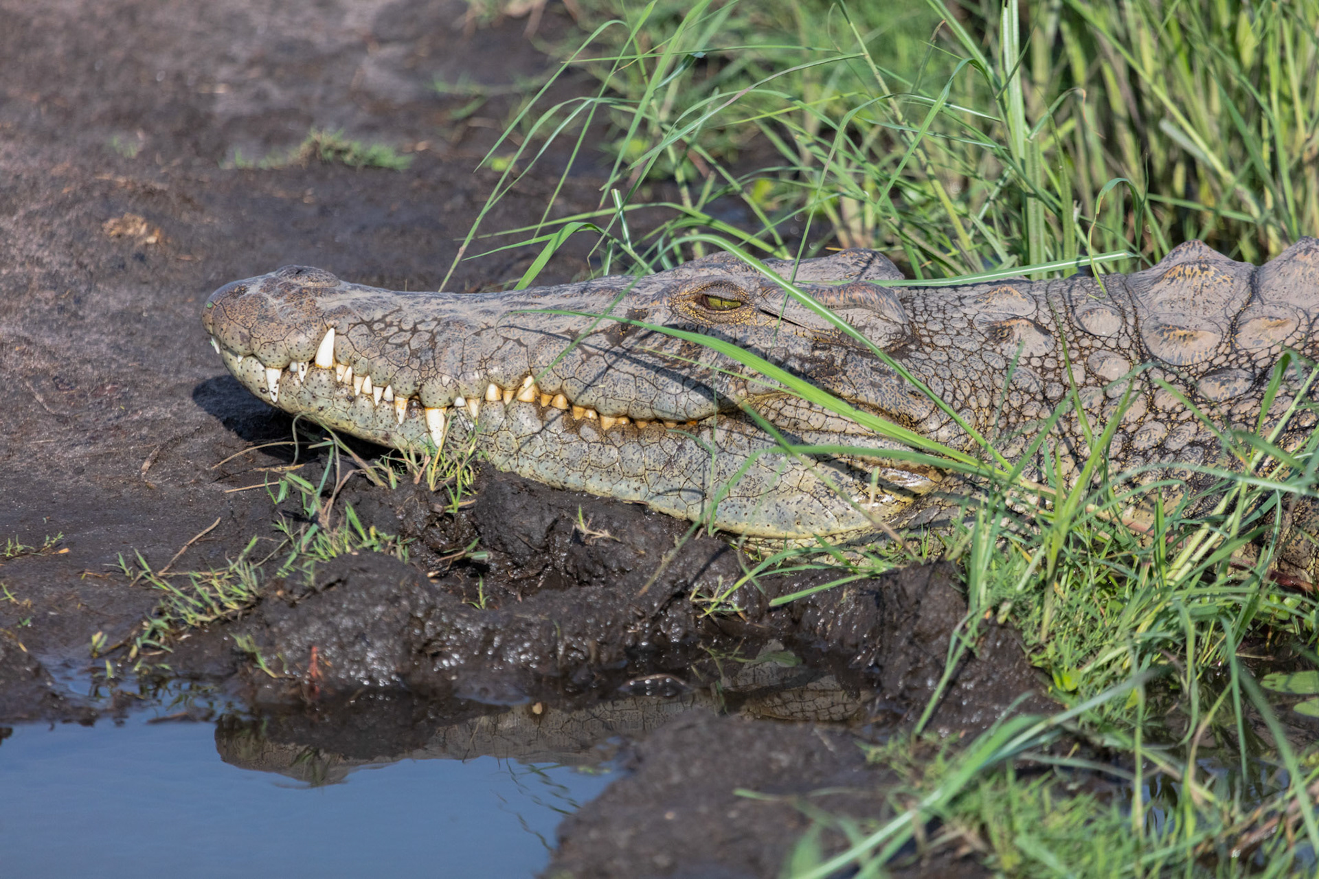 Crocodile - Order Code B1B