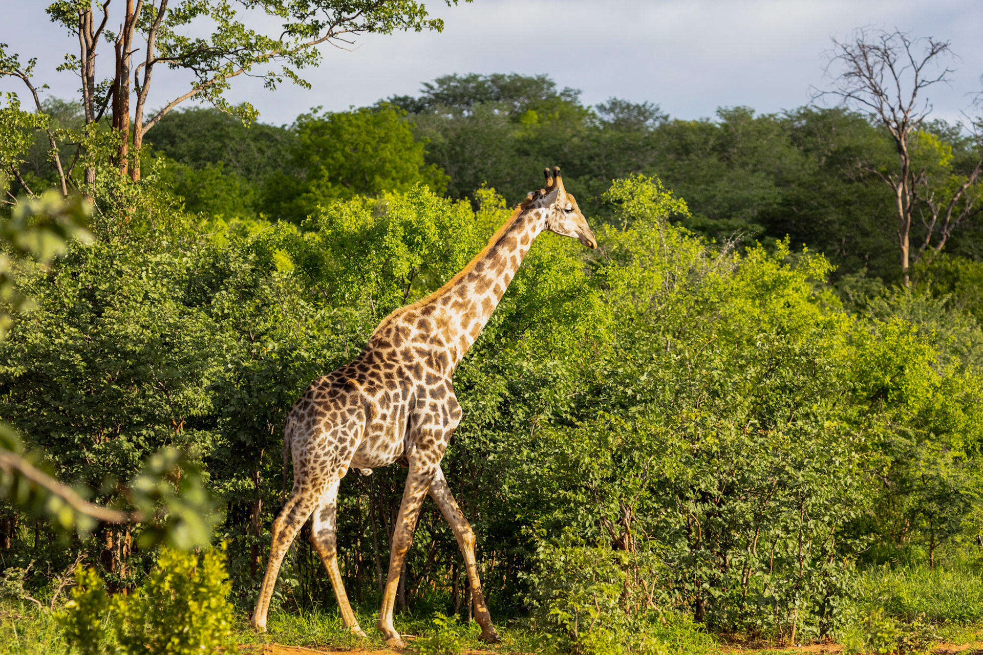 Giraffe - Order Code S2A