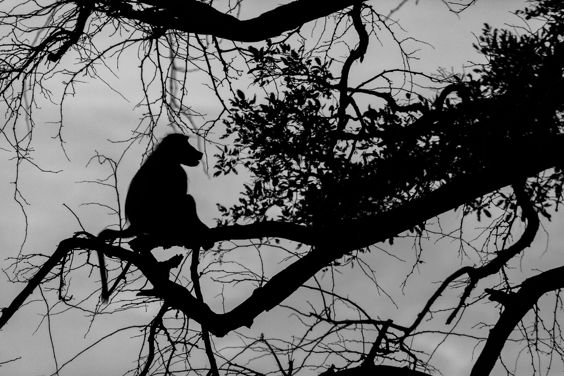 Baboon - Order Code Z2B
