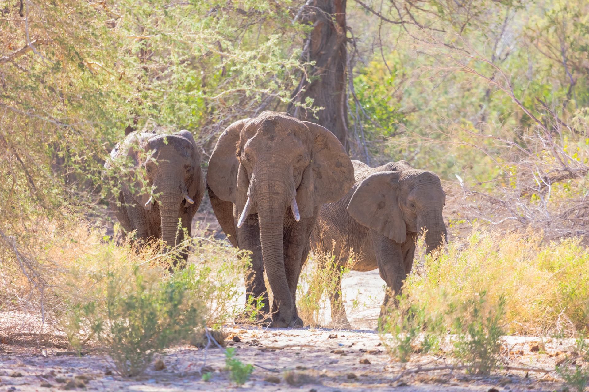 Elephants - Order Code N2A
