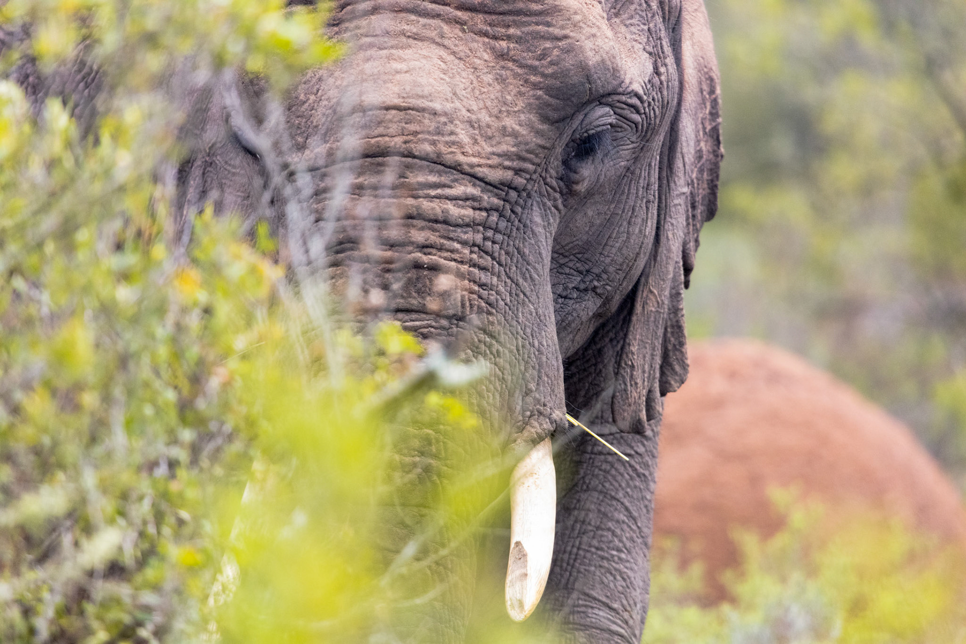 Elephant - Order Code S1A