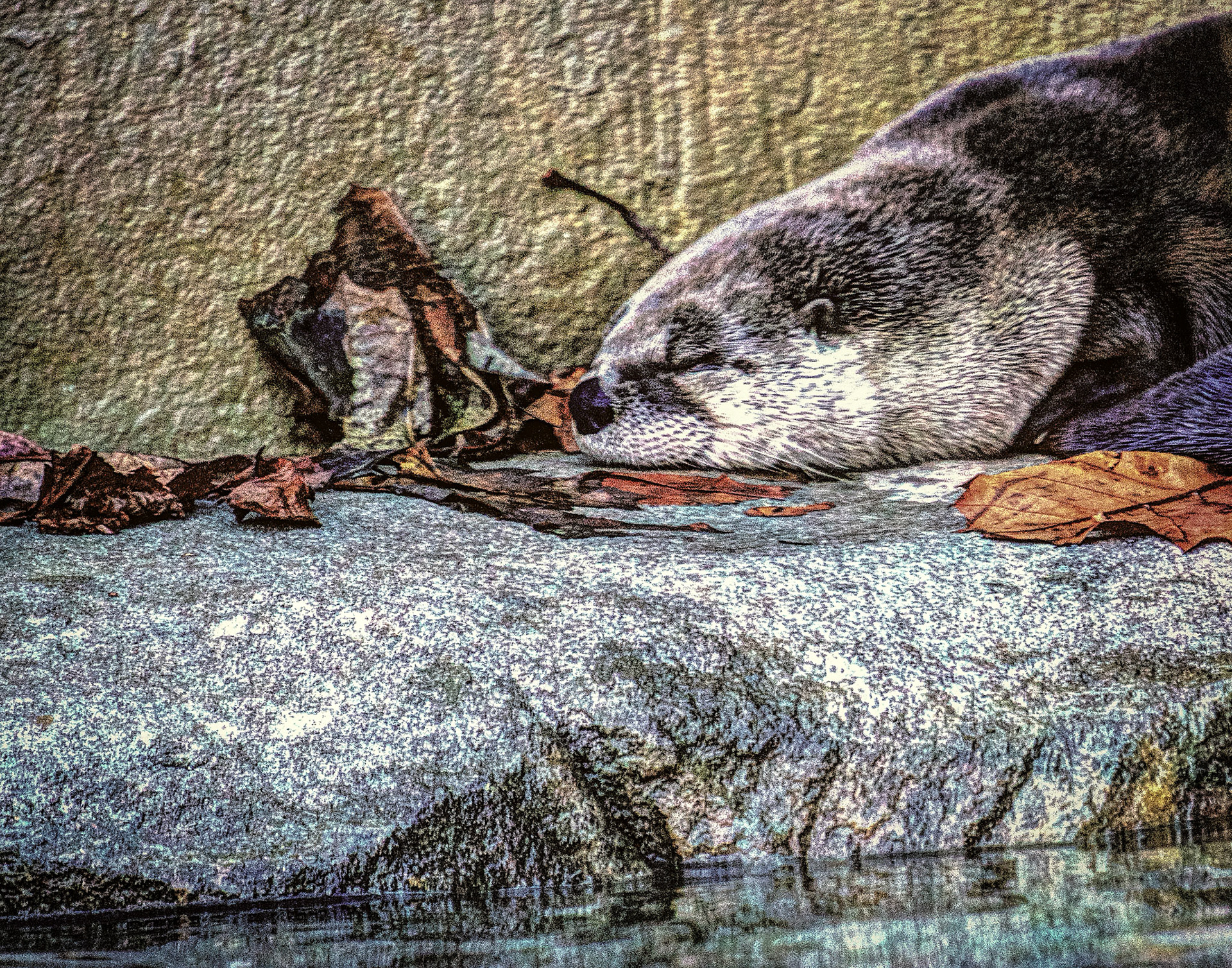 River Otter