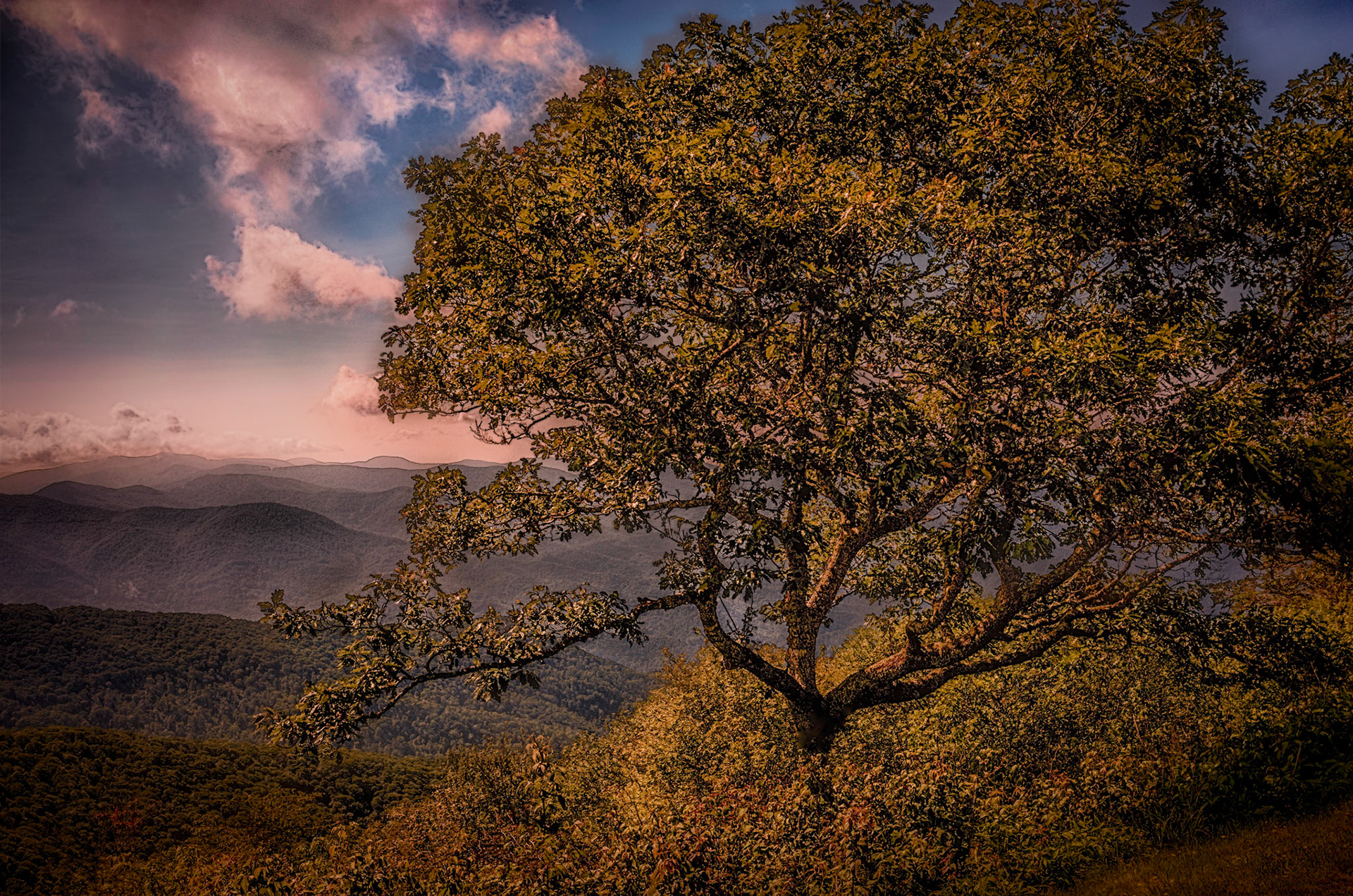 Waterrock Knob Tree