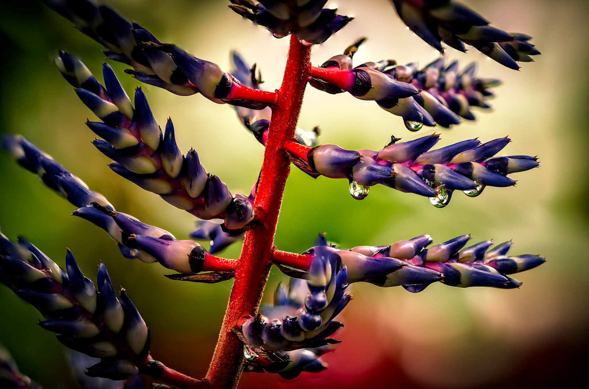 Biltmore Arboretum Macro