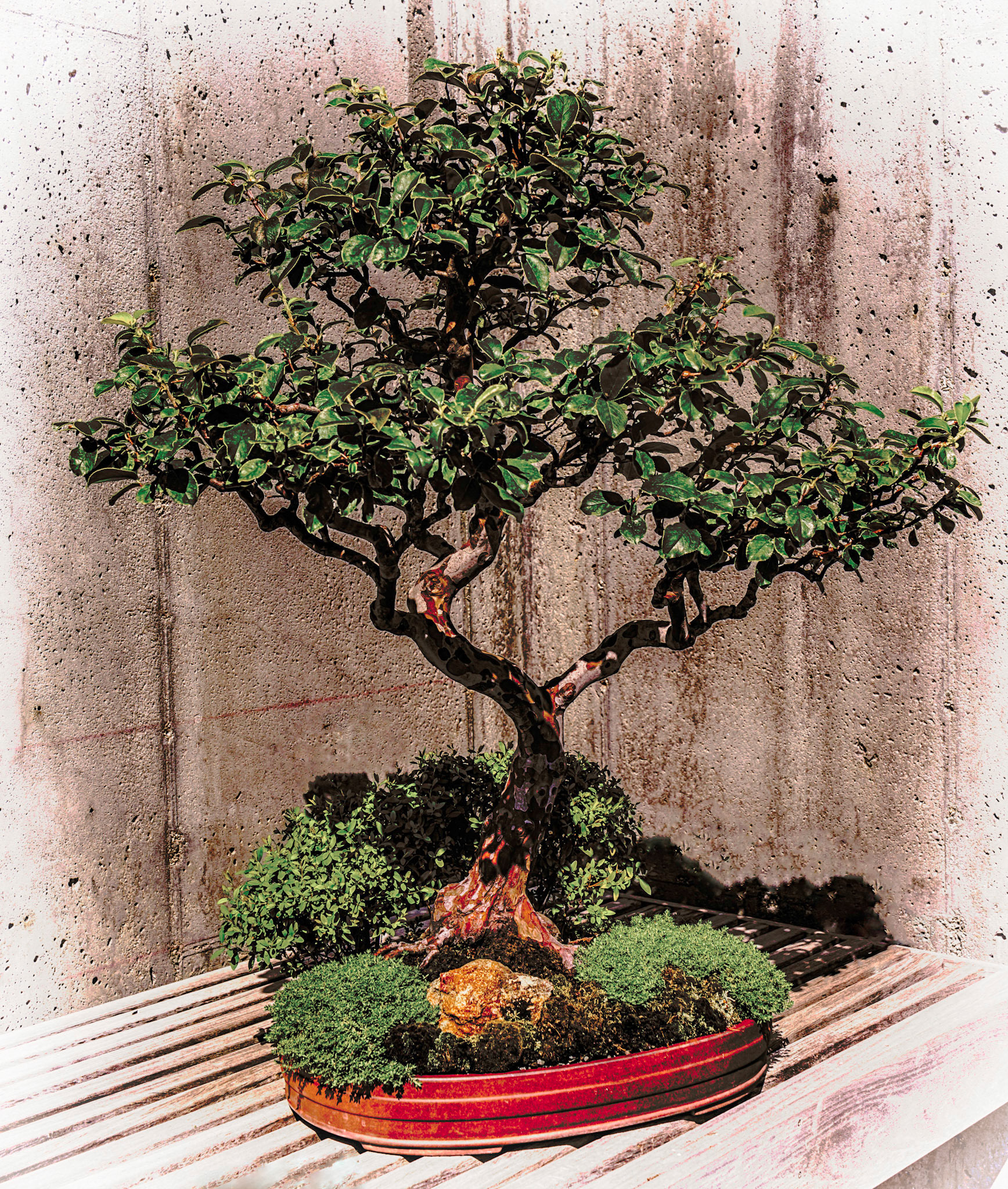 Bonsai Tree