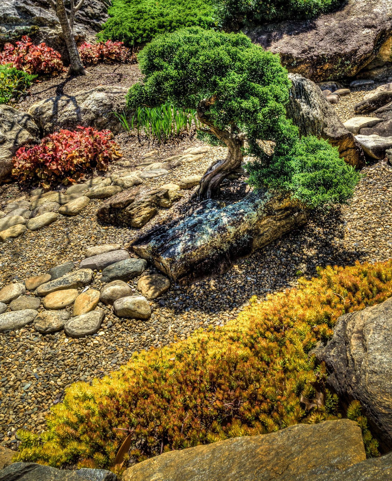 NC Arboretum Bonsai Garden