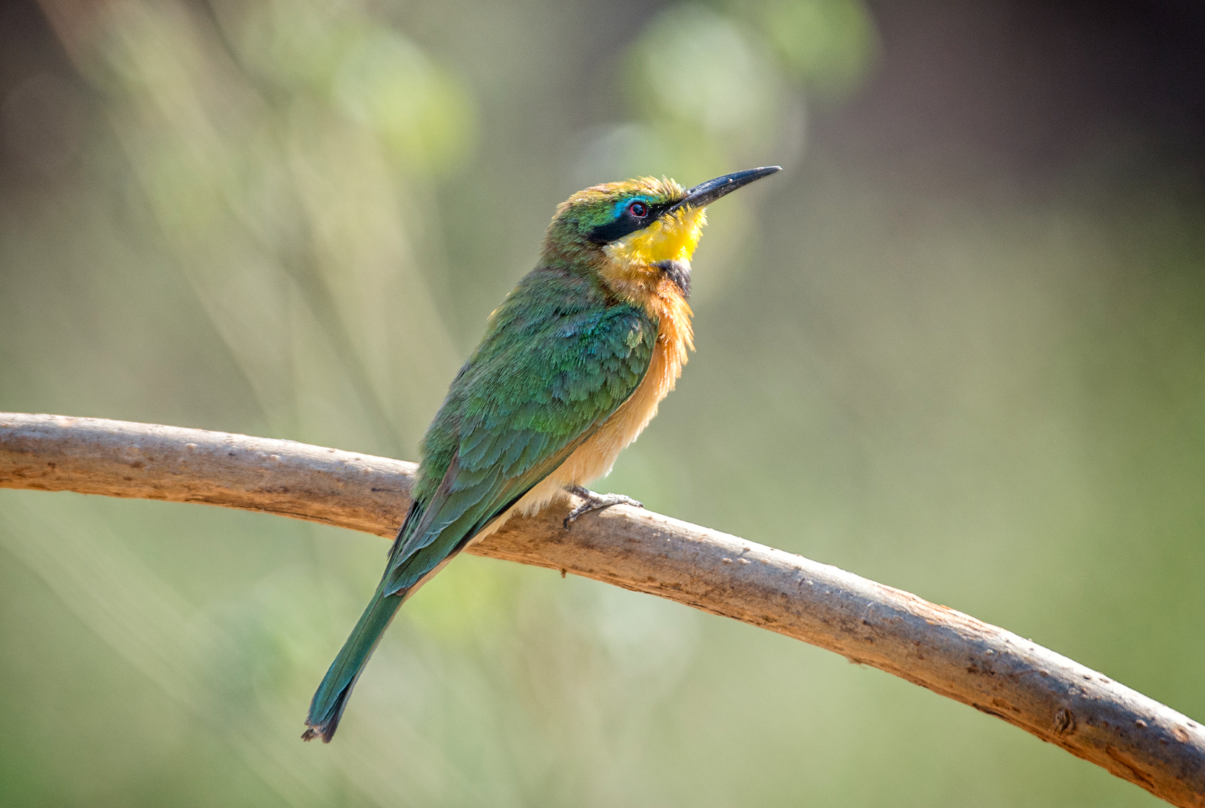 Little bee eater-Botswana