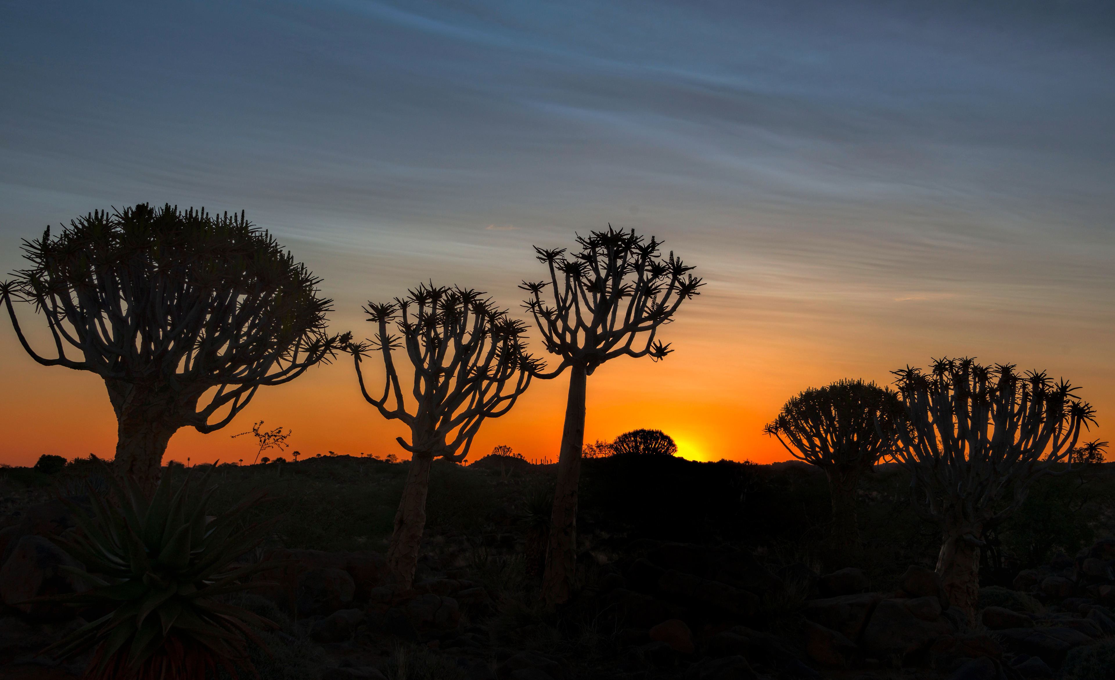 Sunset at Quiver tree forest -Namibia