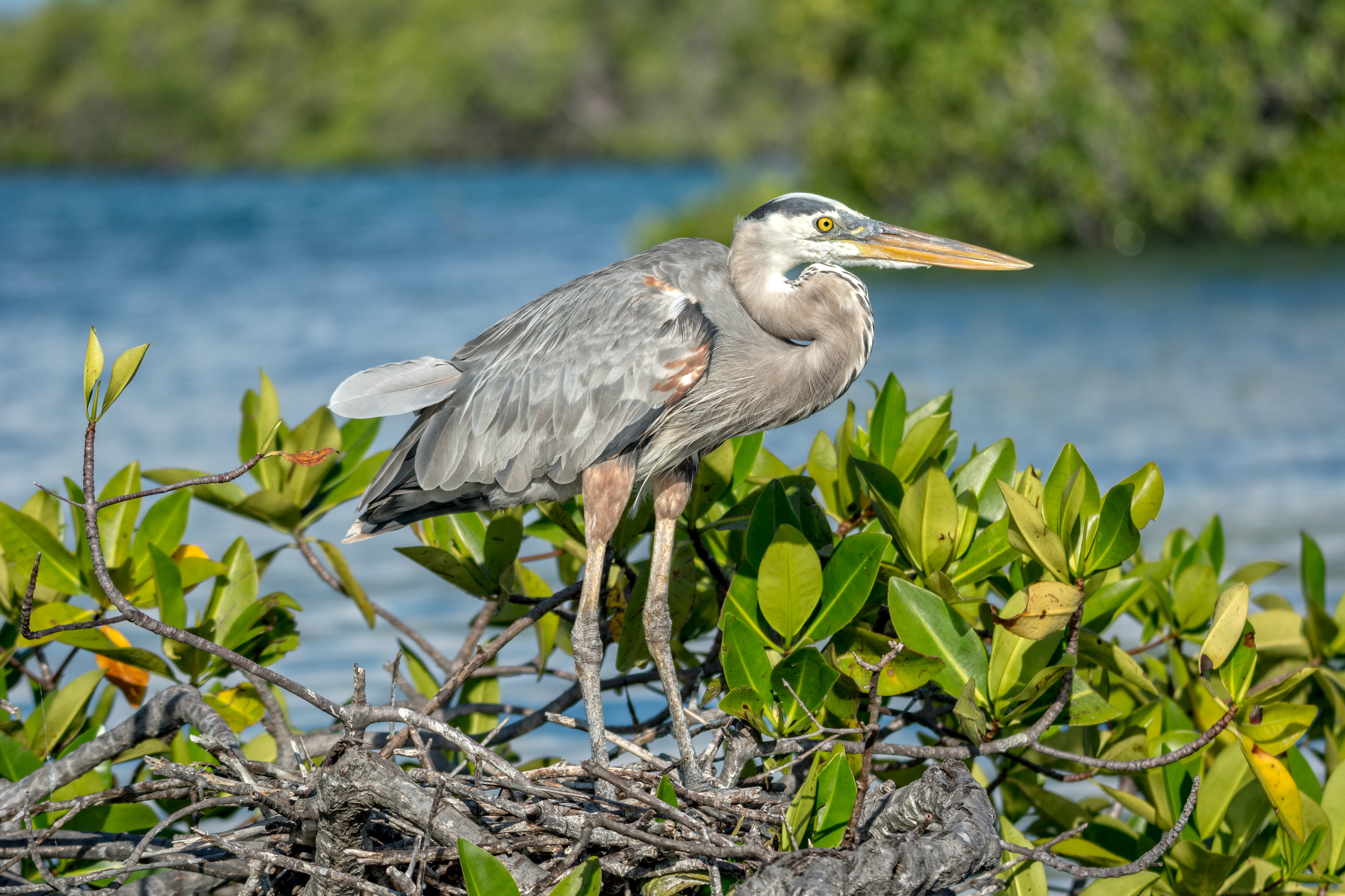 Grey Heron-Galapagos