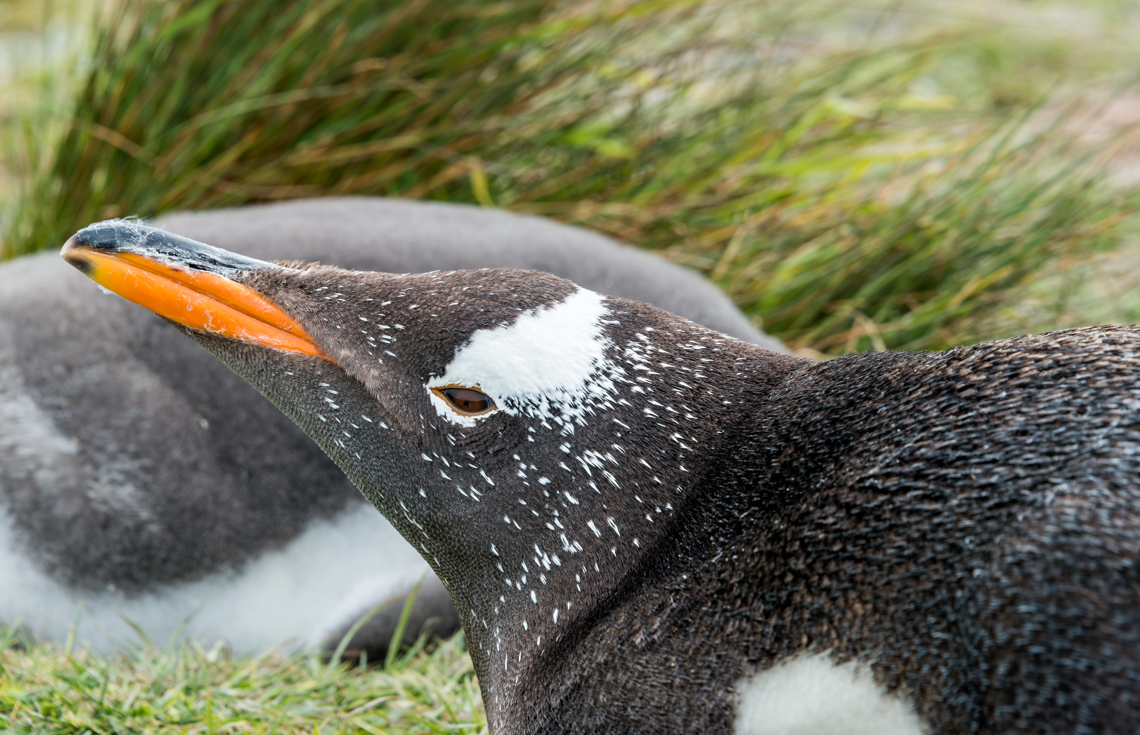 Gentoo penguin-Falkland Islands