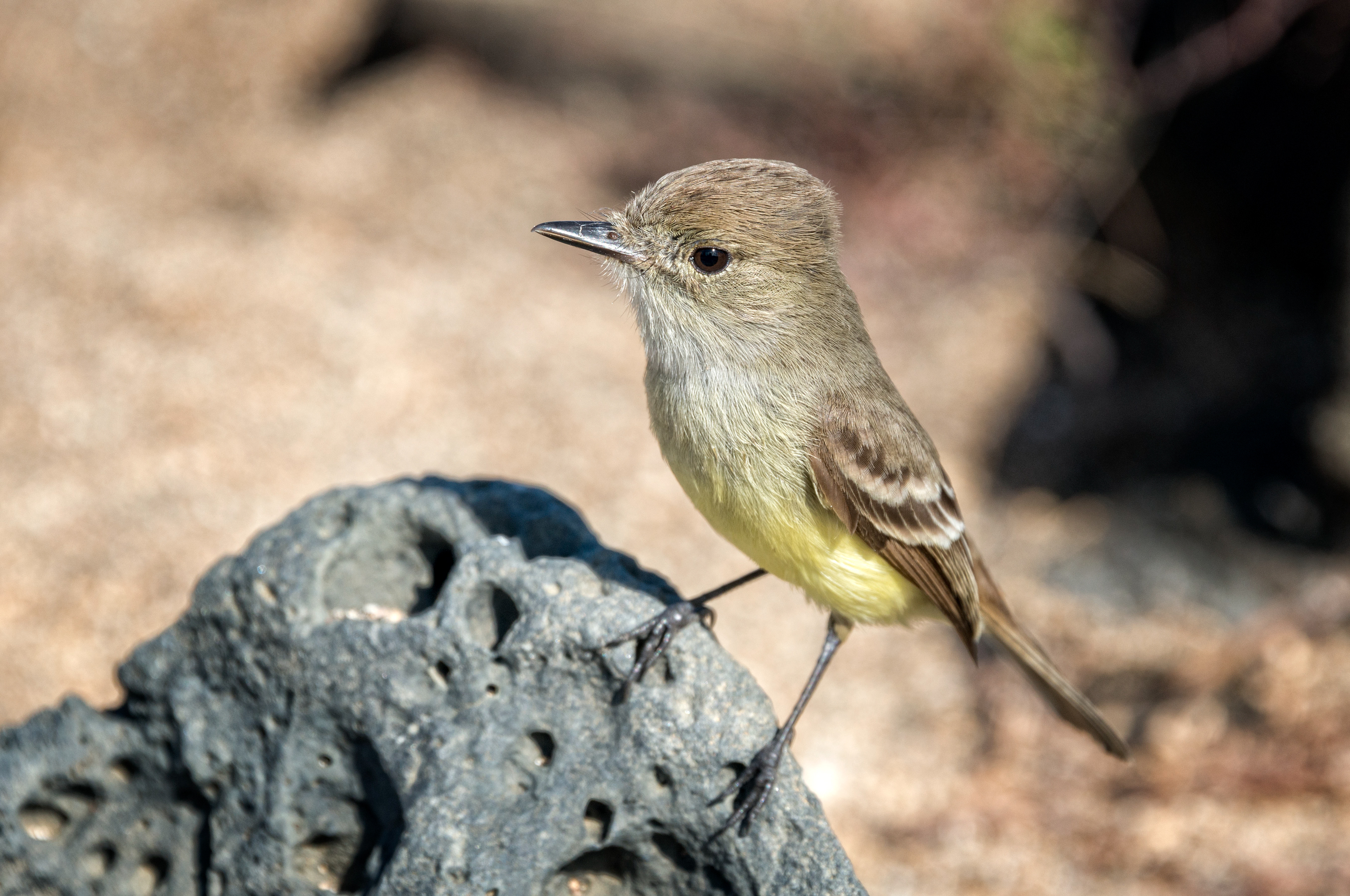 Galapagos fly catcher