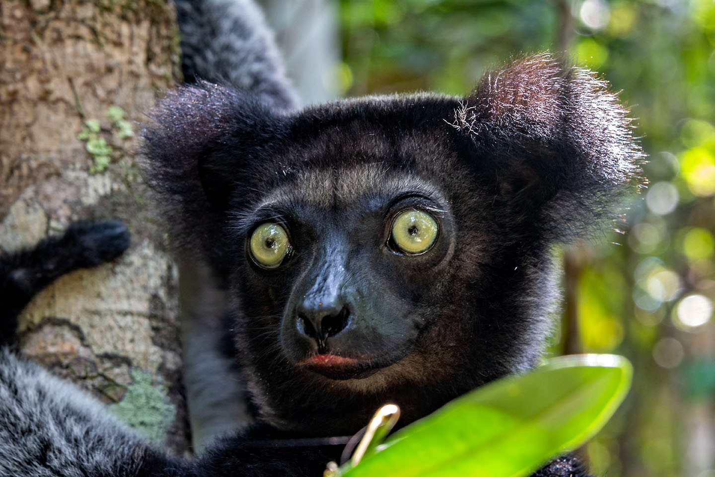 Baby Indri Madagascar