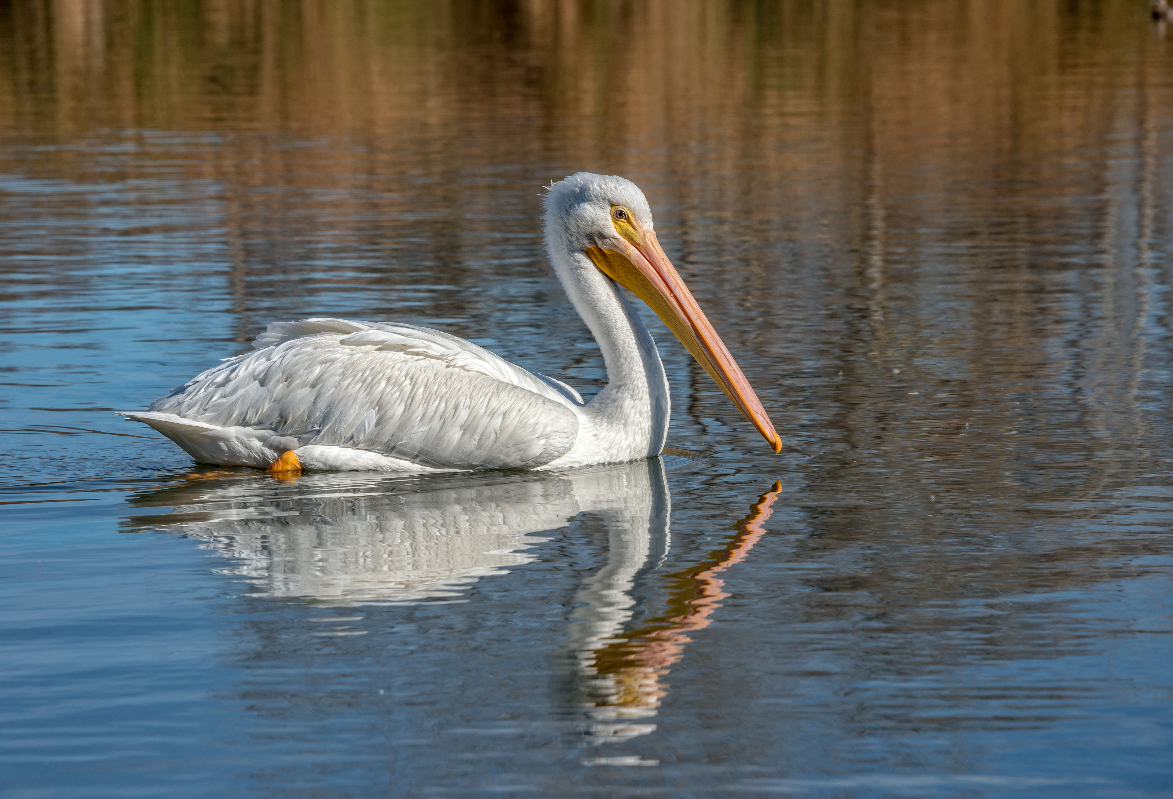 American white pelican-California