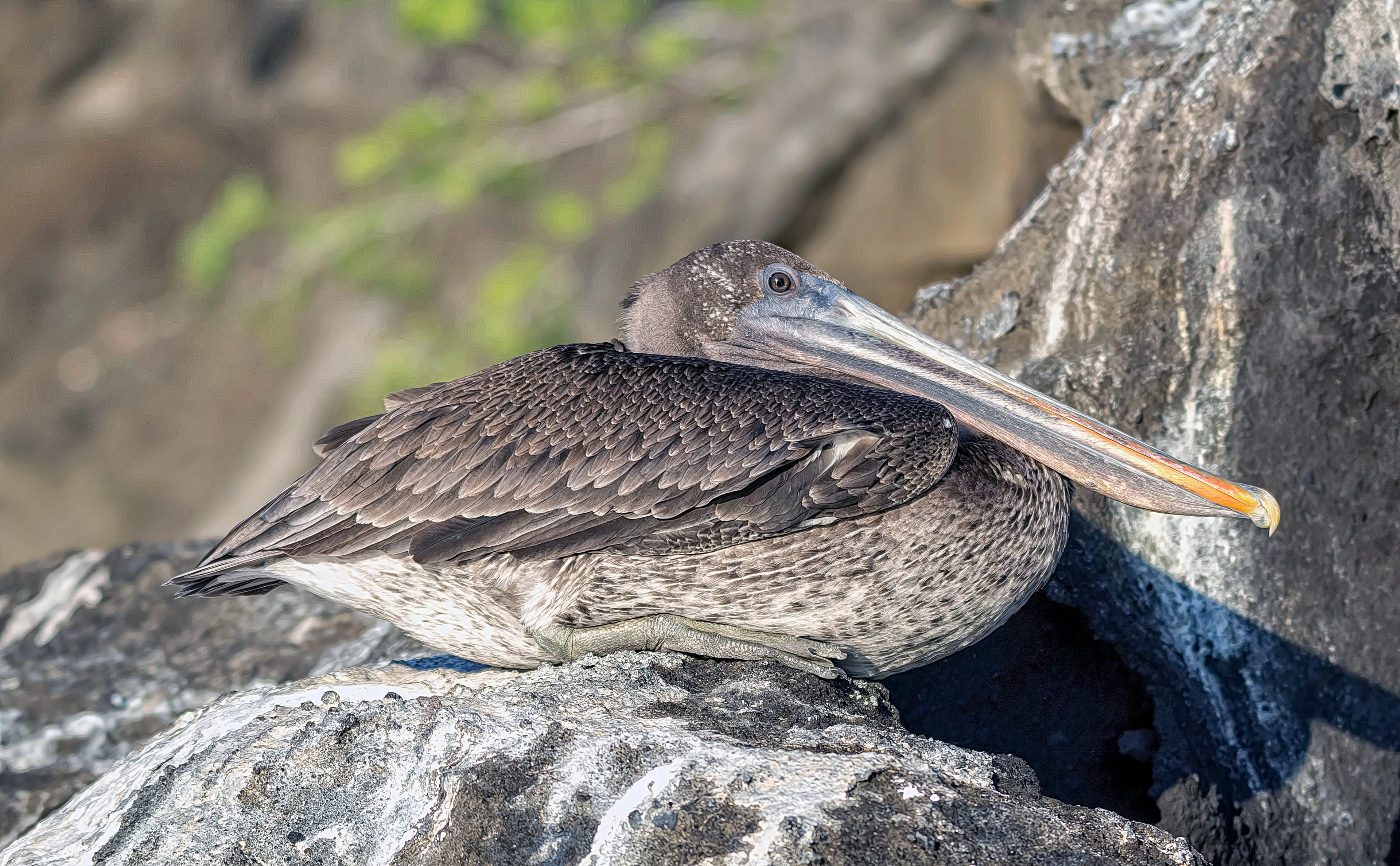 Brown pelican-Galapagos