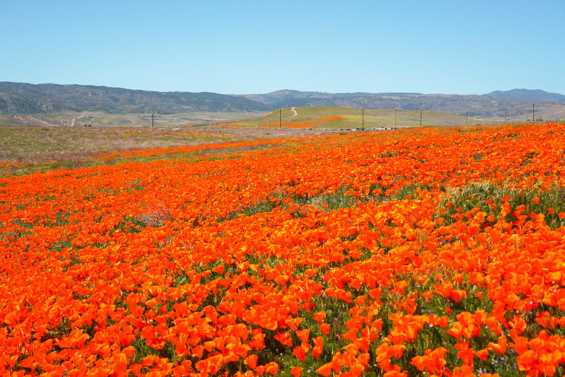 Antelope Valley Poppy Reserve in Lancaster, CA