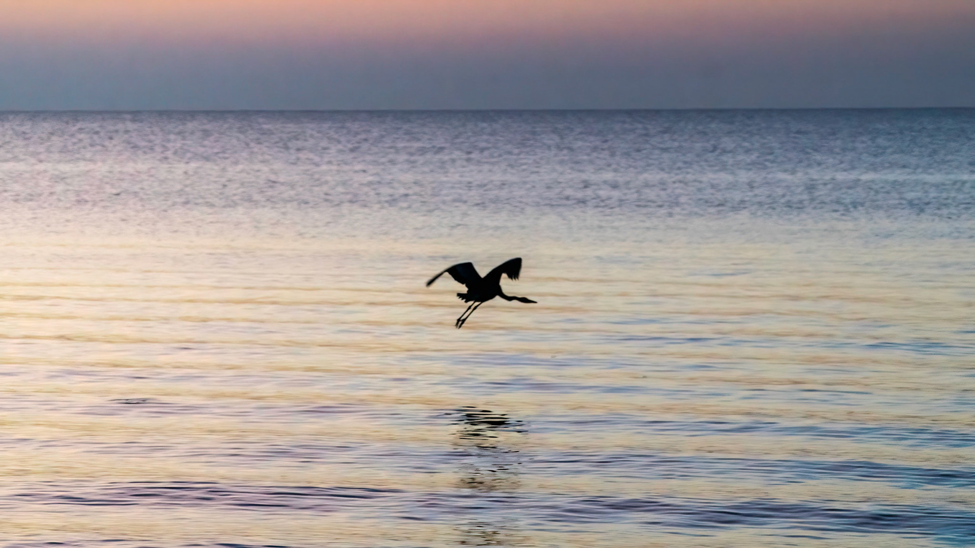 Great heron
