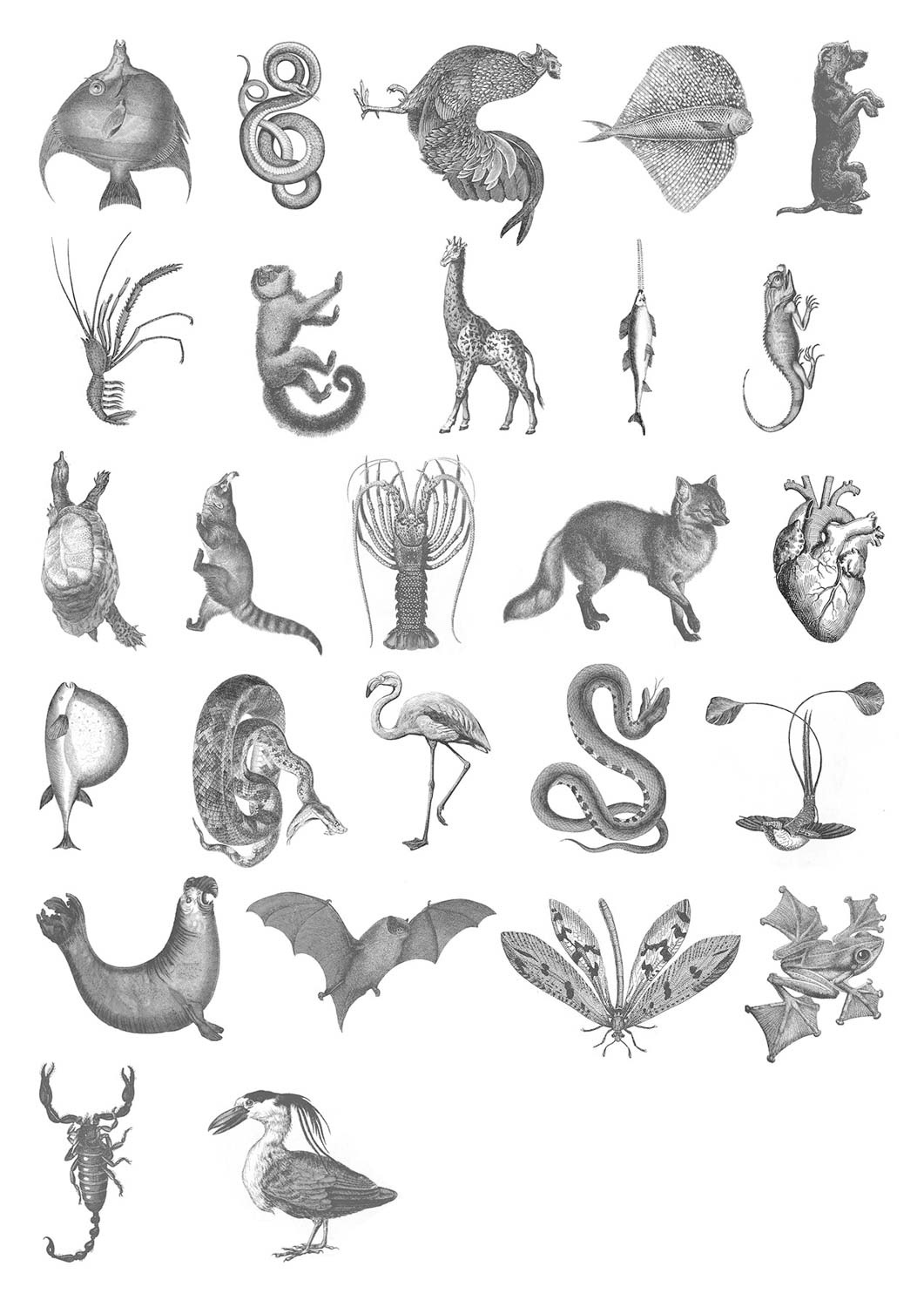 Abécédaire réalisé à partir de gravures d'animaux du 18e siècle